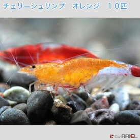 楽天市場 観賞用 エビの通販