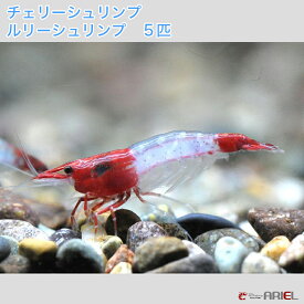 楽天市場 観賞用 エビの通販