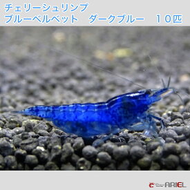 楽天市場 ダークブルー シュリンプの通販