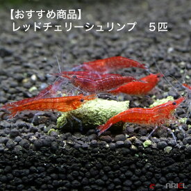 楽天市場 シュリンプ アリエル エビ ザリガニ 熱帯魚 アクアリウム ペット ペットグッズの通販