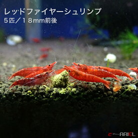 楽天市場 観賞用 エビ エビ ザリガニ 熱帯魚 アクアリウム ペット ペットグッズの通販 楽天市場 観賞用 エビ エビ ザリガニ 熱帯魚 アクアリウム ペット ペットグッズの通販