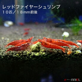 楽天市場 観賞用 エビ エビ ザリガニ 熱帯魚 アクアリウム ペット ペットグッズの通販