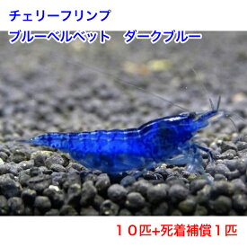 楽天市場 観賞用 エビ エビ ザリガニ 熱帯魚 アクアリウム ペット ペットグッズの通販