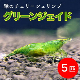 楽天市場 観賞用 エビの通販