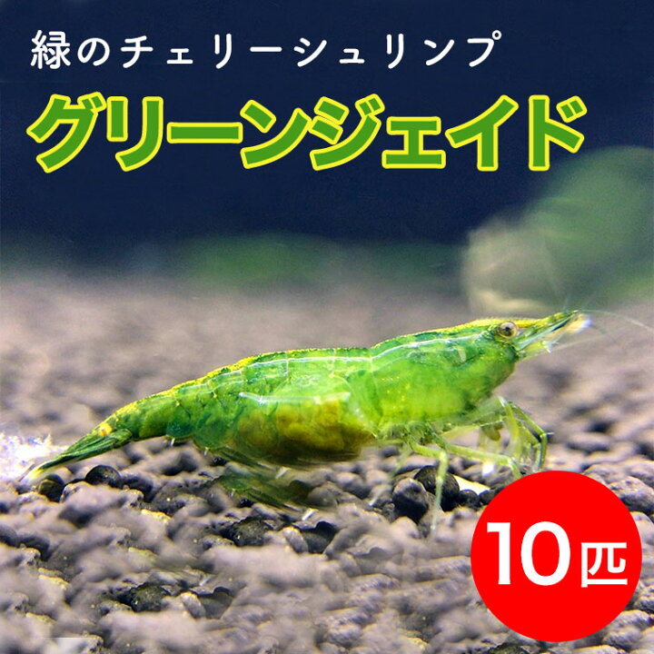 50 Off ダークブルーシュリンプ 匹 1匹補償サービス付き Shipsctc Org