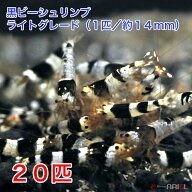 黒ビーシュリンプ　ライトグレード　20匹セット（1匹／約14mm)　死着補償＋2匹　シュリンプ エビ 観賞魚…