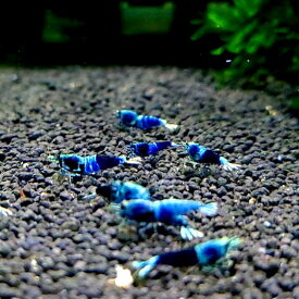 サムライブルー　3匹　約1.8cm　シュリンプ　エビ　蝦　台湾　アクアリウム　水槽　水草