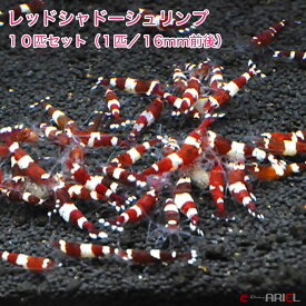 楽天市場 アリエル エビ ザリガニ 熱帯魚 アクアリウム ペット ペットグッズの通販