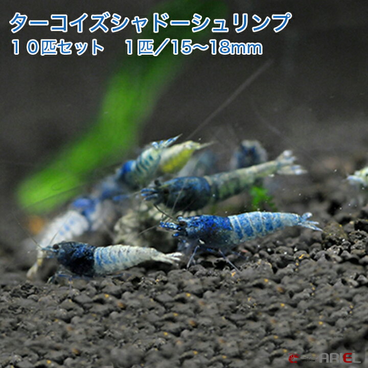 楽天市場】【SALE】ターコイズシャドーシュリンプ 10匹セット（1匹 