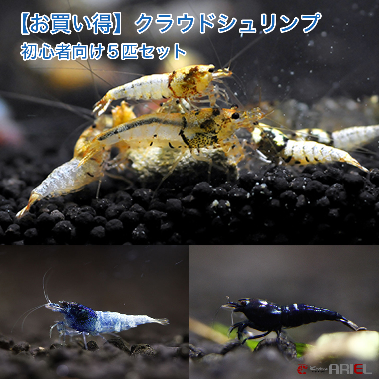 新到着 ５匹（１匹／約１．８cm） 台湾ピントシュリンプ - 観賞魚生体 - inward.com.br