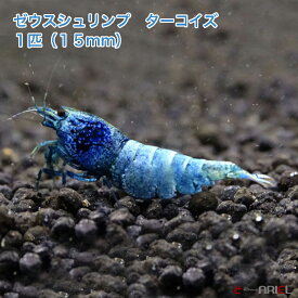 ゼウスシュリンプ　ターコイズ 　1匹（1匹／約1．5cm）