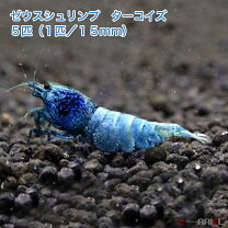 楽天市場】ターコイズ シュリンプ（熱帯魚・アクアリウム｜ペット 