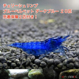 楽天市場 観賞用 エビ エビ ザリガニ 熱帯魚 アクアリウム ペット ペットグッズの通販