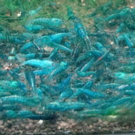 ダークブルー チェリーシュリンプ 10匹セット 死着補償＋1匹 生体 濃い 青 アクアリウム 水草 エビ