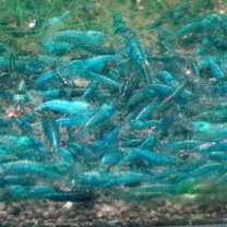 楽天市場】ターコイズ シュリンプ（熱帯魚・アクアリウム｜ペット 