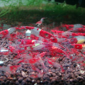 レッド ルリーシュリンプ 10匹セット 死着補償＋1匹 生体 赤 透明感 清涼感 アクアリウム 水草 エビ