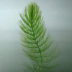 浮遊草 マツモ 5本 水草 クロネコゆうパケット