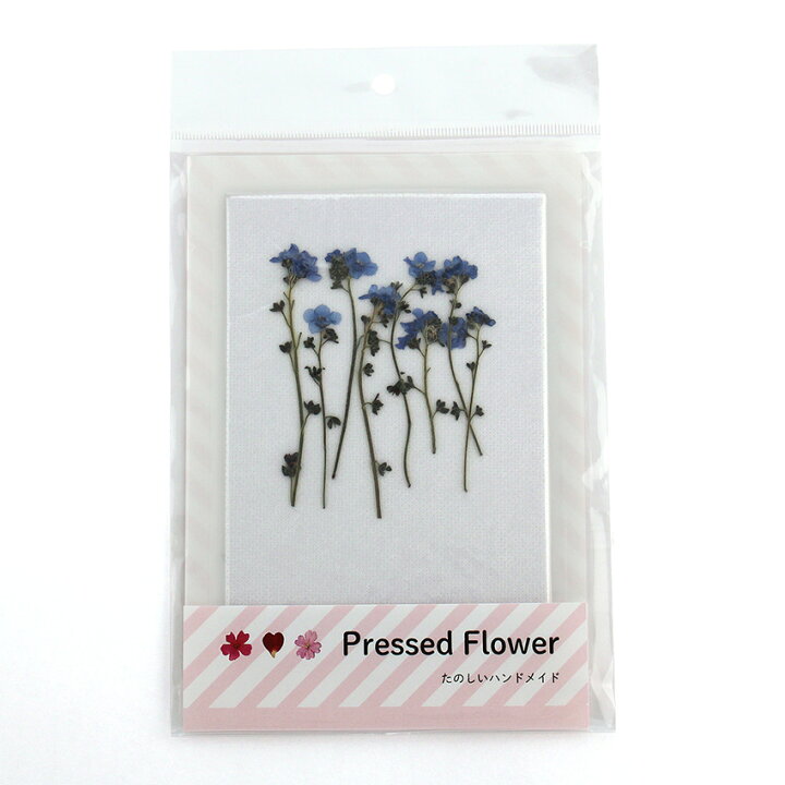 楽天市場 Aplus 押し花パック ワスレナグサ枝付 おしばな わすれな草 忘れな草 紫 可愛い Pressed Flower ハンドメイド 手芸材料の通信販売 シュゲール 楽天市場 Aplus 押し花パック ワスレナグサ枝付 おしばな わすれな草 忘れな草 紫 可愛い Pressed Flower ハンドメイド 手芸材料の通信販売 シュゲール