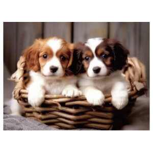 LLr[YA[g ǂR SCB-494 LoXTCY 40×30cm Gx[ | hJLbg r[Y LoX A[g CeA t[ r[YA[g _ChA[g