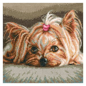 hJ PETiYorkshire BabyjM709 ALbg ybg [NV[xr[