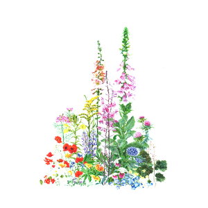 �h�J�L�b�g Thea GOUVERNEUR 554 American Wild Flowers�b�N���X�X�e�b�` �L�b�g �� �쑐 ��PUSH �A���h�J��