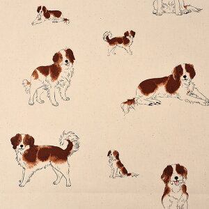 Aj}IbNX DOG 50cmP | ؔ ؂蔄 n z zn RCP R[CPzfBG Rbg100 ybg Aj}  ʒn v  Ck  hbO   