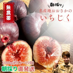 LO܁I ōy_zY Hg  C`WN ԉ  1kg 500g Â x e I[vLy[ lC  ~ ~ i Z[   