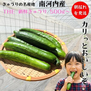�y���������z ���_�� ���イ�� 500g 1kg ��͓��Y ���̂� �Y�� �V�N ��� �Ė�� �{��� ���̂� ���Y �L���E�� ���ǂ� ��ؒʔ� �N�x���Q �_�ƒ��� �Y�n���� ������ �M�t�g ���� ���蕨 ��