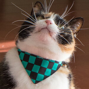 L  Rbg o_i xg c[EFCŎg2_ZbgILp s͗l a Z[teBobN nQȂ y LGݏ z