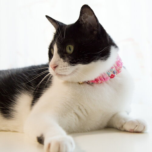 子猫〜成猫用シュシュ猫首輪ゆかたセーフティシュシュゴムフェレットにも