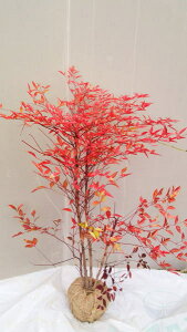 tcyԓVz80cmO@ciAJie@ȂĂj