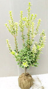 植木 盆栽 ヒイラギの通販 価格比較 価格 Com 植木 盆栽 ヒイラギの通販 価格比較 価格 Com