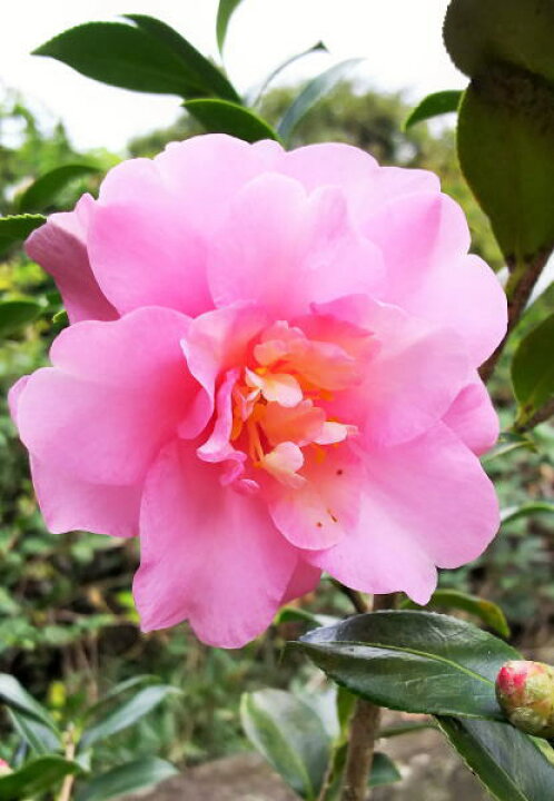 楽天市場 山茶花 桃色花 サザンカ ピンク花 根巻き苗 樹高1 3ｍ前後 さざんか ももいろ 植木生産販売専門店 芝樹園