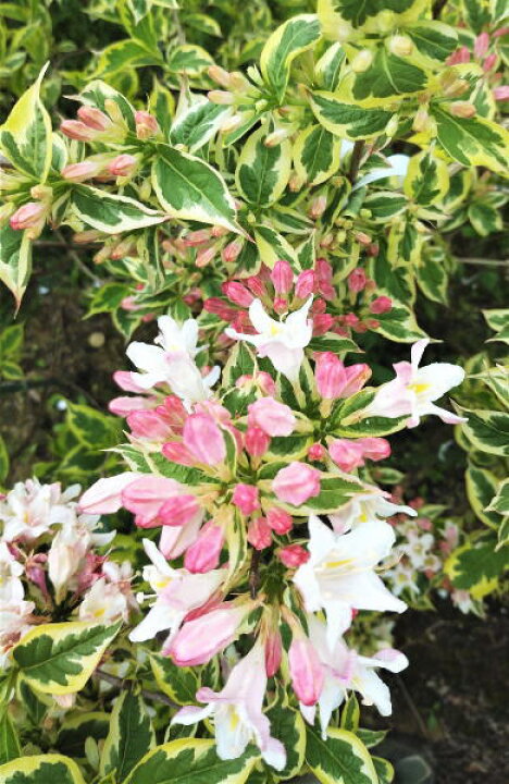 楽天市場 22年開花予定 斑入り大紅空木 フイリオオベニウツギ 樹高1 0ｍ前後 根巻き苗 フイリウツギ 植木生産販売専門店 芝樹園