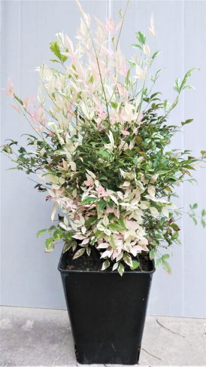 楽天市場 斑入り南天 ナンテン トワイライト 7号角鉢入り苗 植木生産販売専門店 芝樹園