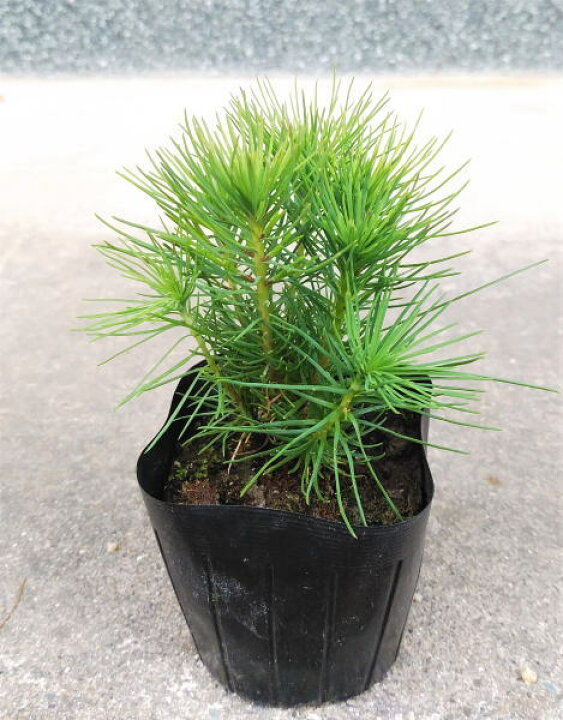 楽天市場 赤松 アカマツ あかまつ 株立ち状 6本立ち 9cmポット苗 植木生産販売専門店 芝樹園