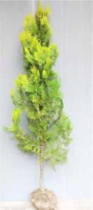 yGKeBV}iGKeV}jz1.5mO c@@ꂪĂ܁@ꂪĂ܁@Rjt@[@Cc[@_