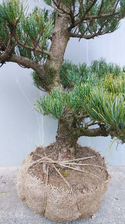 楽天市場】”現品発送”【八房五葉松（ヤツフサゴヨウマツ）】接ぎ木根 