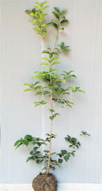 楽天市場 柊 苗の通販