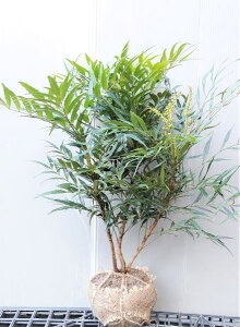 y}zjA@Rt[Tz40cmO@󍪊c@חtAViz\oqCMiejƕAV