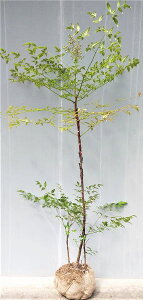 【赤実南天(ナンテン)】樹高50cm前後 根巻き苗 厄除け、縁起木に あかみなんてん