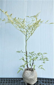 南天 白 盆栽 植木 植木 盆栽の人気商品 通販 価格比較 価格 Com