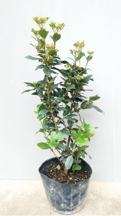 楽天市場 蕾付き苗 ティヌス ビバーナム 樹高0 7ｍ前後 5号ポット入り 常緑ガマズミ 植木生産販売専門店 芝樹園