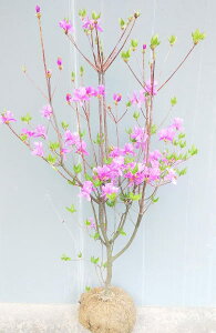 植木 盆栽 ミツバツツジ 苗の人気商品 通販 価格比較 価格 Com 植木 盆栽 ミツバツツジ 苗の人気商品 通販 価格比較 価格 Com
