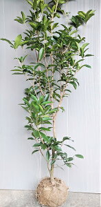 JԒ@{[LylG炫z1.55mO@ciVLULNZCj