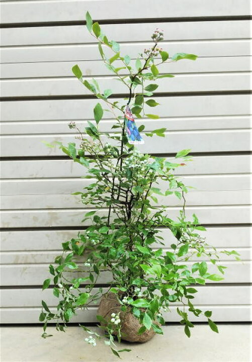 楽天市場】【ブルーベリー”パウダーブルー”】樹高1.2m前後 根巻き大苗 : 植木生産販売専門店 芝樹園 楽天市場】【ブルーベリー”パウダーブルー”】樹高1.2m前後 根巻き大苗 : 植木生産販売専門店 芝樹園