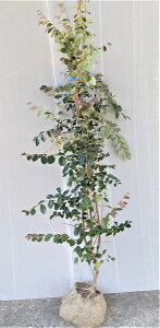 �y�t�g�ԏ�Ֆ���i�A�I�o�x�j�o�i�g�L���}���T�N�j�z����1.2m�O��@�������c�@�A�I�o�A�J�o�i�g�L���}���T�N�@�V���{���c���[�A���C���c���[�A��؁A���_