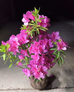 c{~ty˂@厇z50cmO@c iIITLccW@ނ炳j