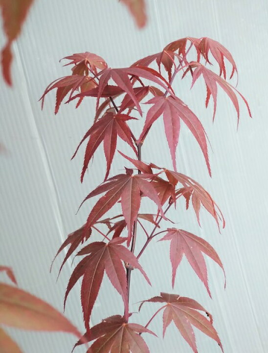 楽天市場】【野村もみじ（ノムラモミジ）】樹高1.5m前後 接ぎ木根巻き 