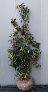 植木 ソヨゴ 株立ち」の人気商品一覧 | 安い商品を通販サイトから探す 